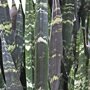 Sanseveria 'Black Coral' blad
